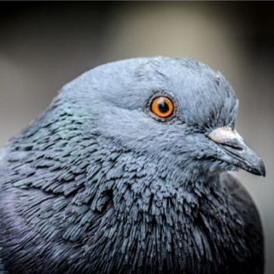 Pigeon Removal Services in Chattanooga