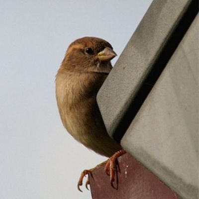 Sparrow Removal Services