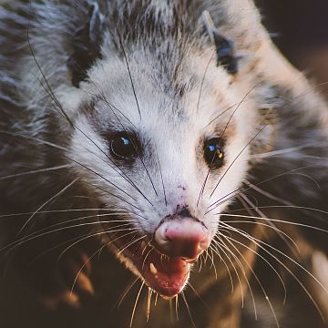 Opossum in the wild