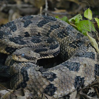 Snake Removal in Tennessee & GA