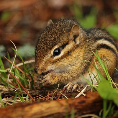 Chipmunk Removal in Tennessee & GA