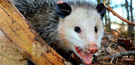Identifying Opossums