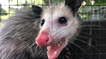 Opossum Removal Service