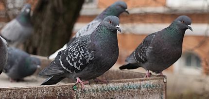 Pigeons Control, Prevention and Exclusions