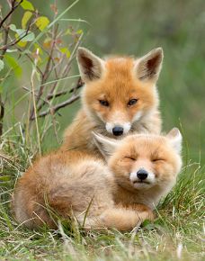 Fox Identification 