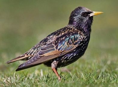 Starling Identification and Effective Bird removal Services