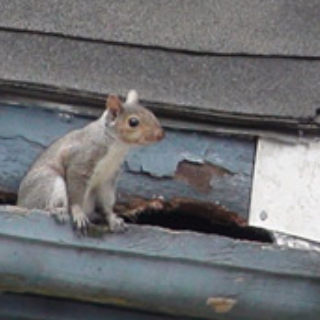 squirrel in gutter